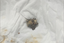 网友称在豆瓣酱里吃出老鼠头 毛发还清晰可见-融党建互动平台