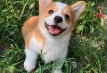 柯基考上山东公务员了 “入编”竟是因为这个优势-融党建互动平台