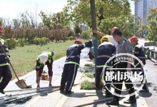 南昌红谷滩1600多棵树一夜被吹倒 景观树被连根拔起-融党建互动平台