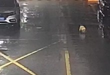 婴儿雨夜爬上马路被接力守护 网友：家长可真是心大-融党建互动平台