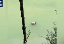 四川雅安河道现大熊猫尸体 官方回应正核查-融党建互动平台