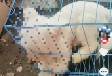 官方回应婆婆杀害儿媳3只狗：已出警并进行教育劝导-融党建互动平台