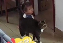 婴儿独自爬出客厅猫咪警觉守护 网友：必须给猫加鸡腿-融党建互动平台