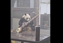 大熊猫吃笋整出了扛炮筒的架势 网友：一根管饱-融党建互动平台