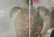 男子迷信花8000买玳瑁镇宅被判刑-融党建互动平台