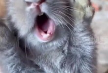 兔兔被抓起强吻吓得嗷嗷大叫 网友：造成心理阴影-融党建互动平台