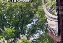 灵隐寺的七叶古树开花了 网友：古树报喜 见者好运-融党建互动平台