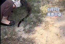 三亚出现椰子狸 尾巴比身长 系猫屎咖啡制造者-融党建互动平台