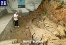 3.1亿年前化石撞脸巧克力脆筒 网友：大自然的魅力-融党建互动平台