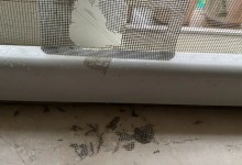 杭州一小区松鼠泛滥成灾 业主：抓不完！根本抓不完-融党建互动平台