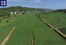 湖南桂阳放出41亿只虫子灭害虫 开启“虫口夺粮”保卫战-融党建互动平台