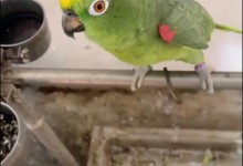 小鹦鹉高唱《我是一只小小鸟》还会歌曲串烧-融党建互动平台