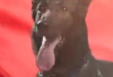 只有中国人才能看懂的散装英文 警方发布高奢警犬宣传片-融党建互动平台