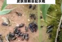 湖南局部出现大量“鸡公虫” 人皮肤一旦接触就会起水疱-融党建互动平台