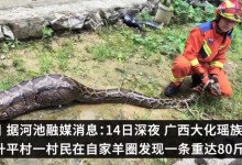 吞食山羊的80斤巨蟒已被收容 体形庞大村民不敢擅自处置-融党建互动平台