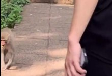 云南猴子生啃见手青 当事人觉得非常震惊-融党建互动平台