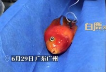 女生花470元带1条鱼去医院看病：养了五六年有感情-融党建互动平台