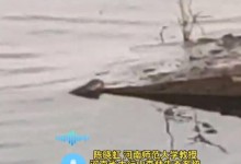 河南一湖中惊现多条小鳄鱼 水利局：将持续三天排查-融党建互动平台