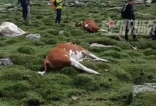 五台山风景区7头牛遭雷击死亡 拍摄者：是农户家散养的-融党建互动平台