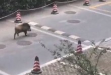 江苏台报道野猪冲进江苏电视台 网友：送到门口的新闻-融党建互动平台