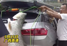 车主钓到巨型大鱼绑车尾炫耀 目击者：鱼长约1米-融党建互动平台