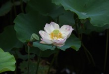 2025年三伏天时间表起止时间一览:哪天入伏 几号出伏-融党建互动平台