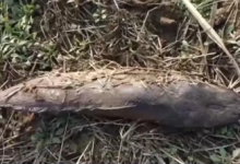 女子为祈福放生2.5万斤外来鲇鱼 全部死亡引发污染-融党建互动平台