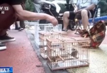 天津将开展为期半年的打击非法交易鸟类专项行动-融党建互动平台