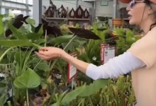 60岁张曼玉迷上当园丁 表示：好开心 好好玩-融党建互动平台