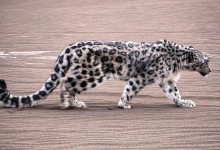 “雪山之王”现身沙漠 新疆吐鲁番救助一只雪豹-融党建互动平台