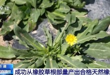 关键突破！从橡胶草提取合格天然橡胶，已实现量产-融党建互动平台